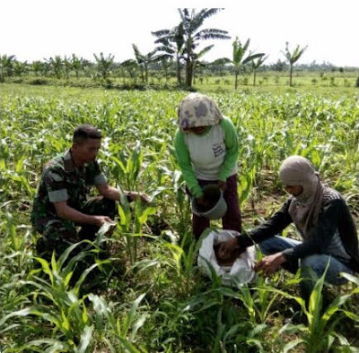 Agar Jagung Bertumbuh Baik, Inilah Pemupukan Menurut Serka Suyanto dan Serda M .Tampubolon 