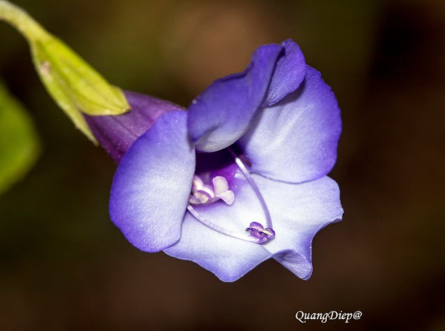 Torenia asiatica