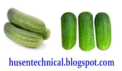 kheera-ki-kheti-kaise-karte-hai-husen-technical-cucumber