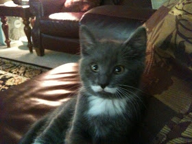 cat with mustache picture, funny cat photos