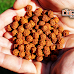 రుద్రాక్ష - Rudraksha