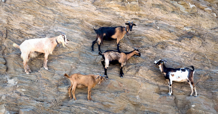 ¡Mira mama, sin cuerdas! Las cabras de montaña se mueven por riscos de casi 90°, casi como si desafiaran la gravedad (YouTube).