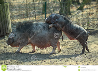   meishan pig, meishan pig for sale, meishan pig size, meishan pig weight, meishan pig facts, meishan pig meat, meishan pig color, taihu pig, meishan pork