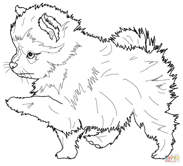 Click The Pomeranian Puppy Coloring Pages 