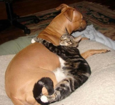 câlin chien et chat