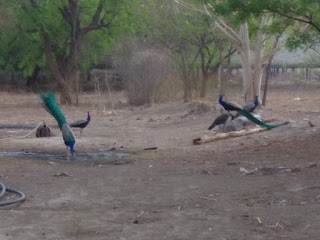 Peacock moving at the garden Sanganer Dadabadi Jaipur