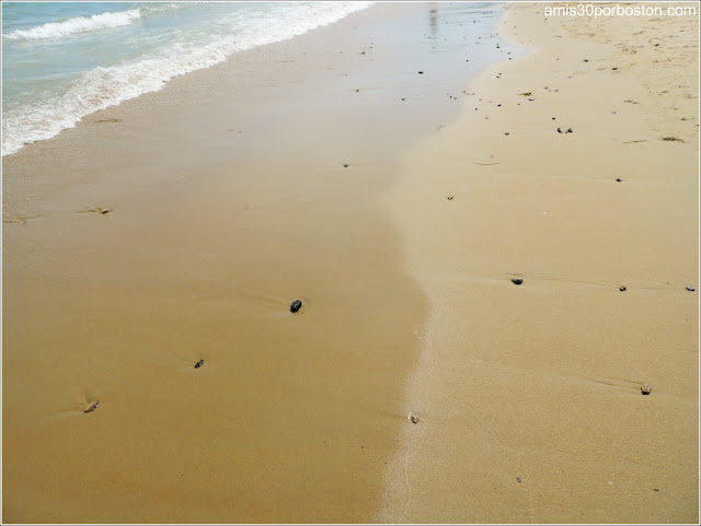 Playas de Massachusetts: Singing Beach