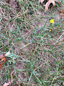 a pair of hard-frost holdouts, one white, one yellow