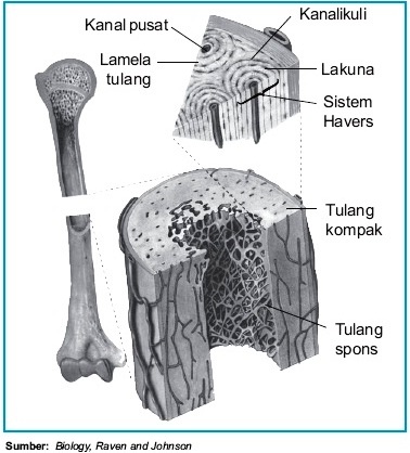 seputar kandungan Struktur dan Fungsi Tulang Keras pada  
