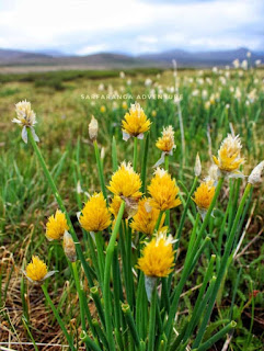 Deosai is the beauty of Gilgit-Baltistan known as ( Deosai National Park)