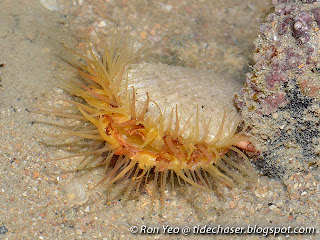 Common File Clam (Lima vulgaris)