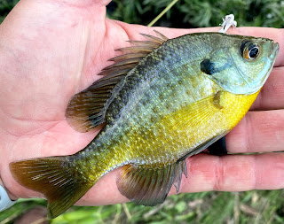 Sunfish, sunfish on the fly, fly fishing for sunfish, Texas Hill Country, Hill Country fly fishing, fly fishing the hill country, texas fly fishing, fly fishing Texas