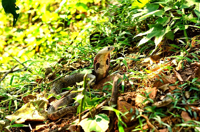 Expedition in the Gerry Martin Wildlife Project in Dodamarg, Cobra