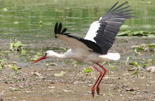 Storch im Oderbruch