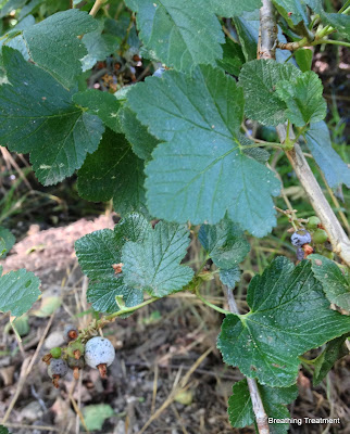 Ribes nevadense (Sierra currant, mountain pink currant)