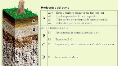 DIBUJOS DE LOS HORIZONTES DEL SUELO