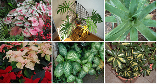 Deadly Plants That You Should Remove From Your Home Immediately