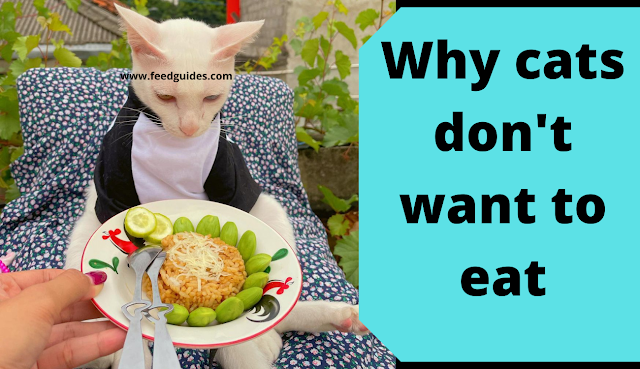 Why cats don't want to eat