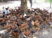 Bisnis Sampingan Peternakan Ayam