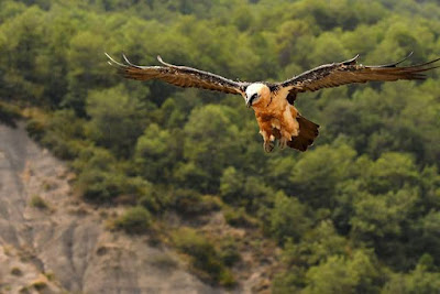 Ornithologie Sierra de Guara