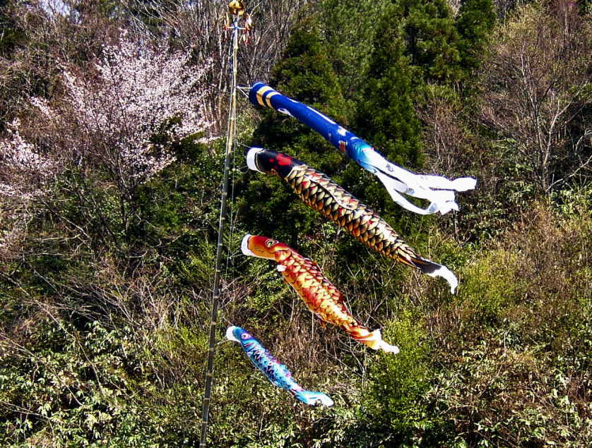 The traditional method of displaying koinobori, now found mostly only in the countryside, is atop a tall bamboo pole.