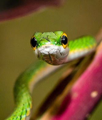 25 Gambar luar biasa Hewan  Reptil  Kadal Ular Buaya  