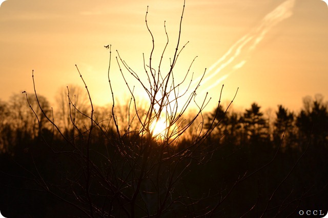 DSC_4786