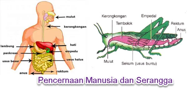 Sistem Pencernaan Hewan dan Manusia 