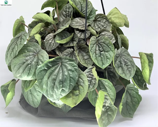 Peperomia Caperata: The Radiator Plant