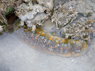 Ocellated Sea Cucumber (Stichopus ocellatus)