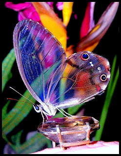 rama-rama, butterfly, cantik