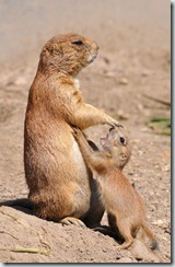 Mom and pup prairie dogs_b