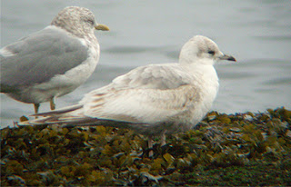 leucistic mew gull