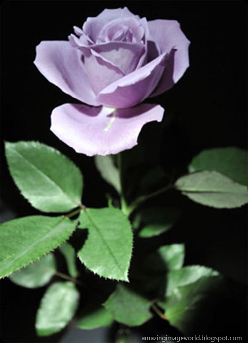 World's first genetically modified blue roses003