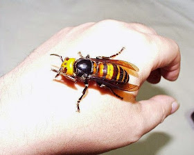 Asian or Giant Japanese Hornet 