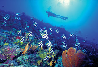 Fiji scuba diving