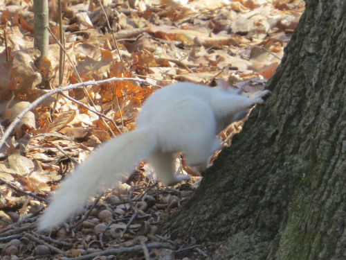 albino Squirrel