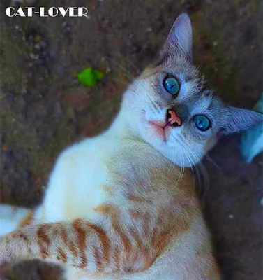 Foto-foto Kucing Yang Cantik Dengan Kamera Smartphone