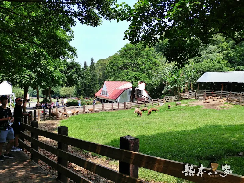 媲美清境青青草原｜苗栗飛牛牧場｜乳牛綿羊生態區~擠牛奶餵小羊小牛體驗