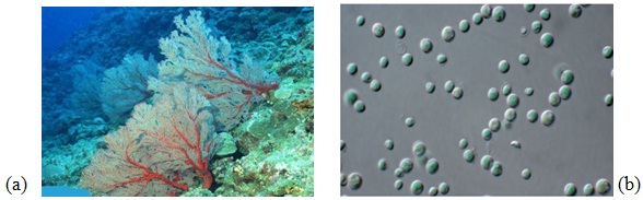 alga merah (a) Corallina dan (b) Galdieria