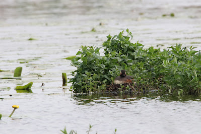 Swarthalsdûker - Geoorde Fuut - Podiceps nigricollis