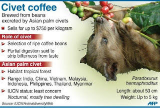 Philippine farmers cash in on civet coffee  dung Poor Farmer