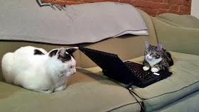 Funny cats - part 87 (40 pics + 10 gifs), cat sits on couch and a kitten using laptop