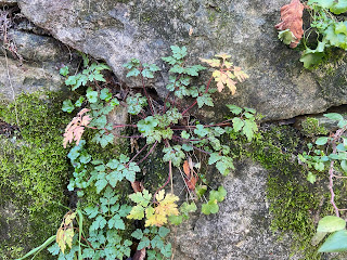 Photos of Geranium robertianum in Bergamo.