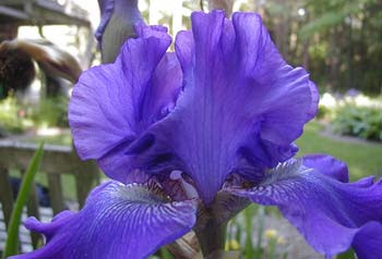 purple iris MS