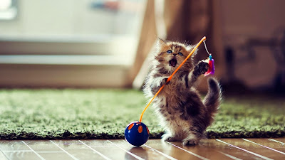 cute cats wallpaper free download 48