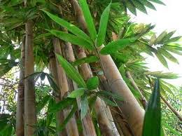 Manfaat Khasiat Bambu  Tali  untuk Kesehatan Tubuh