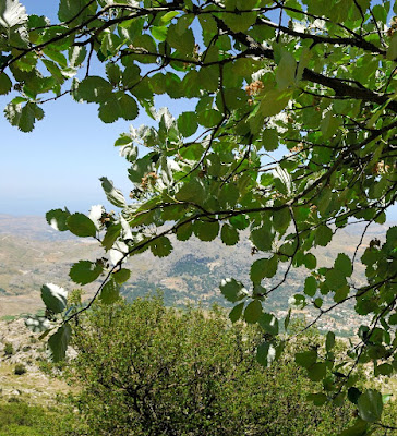 Ария зонтичная / Ария округлая / Рябина зонтичная (Aria umbellata, =Aria orbiculata, =Sorbus umbellata)