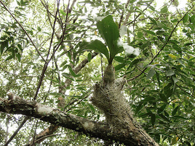 Catasetum rodigasianum care and culture