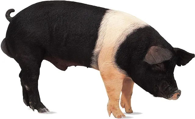 THE HAMPSHIRE PIG: CHARACTERISTICS, ORIGINS AND LIFESPAN